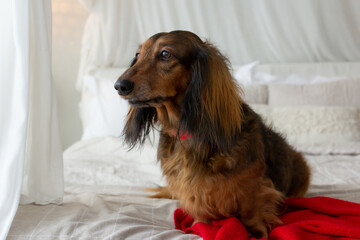 Red long haired dachshund with red lace on neck sitting on bed