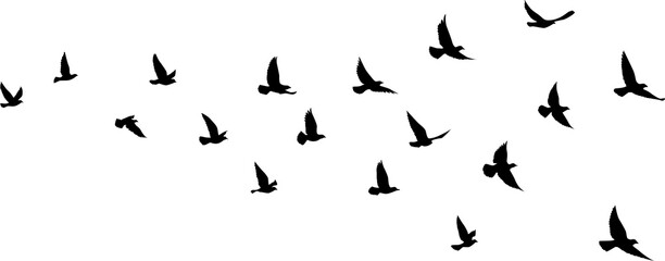 Black vector flying birds flock silhouettes isolated on white background. symbol tattoo design graphic.