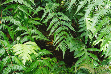 Fototapeta na wymiar Closeup image of Fern leaves in the garden