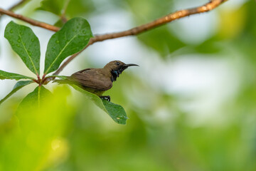Olive Backed Sunbird on the tree in forest