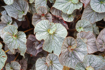 Closeup image of Begonia leaves in the garden