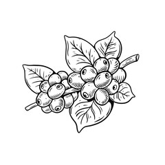 Coffee berries black color vintage engraving style vector art illustration.