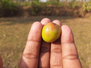 Ziziphus mauritiana. Its other names  Indian jujube, Indian plum, Chinese date, Chinee apple,...