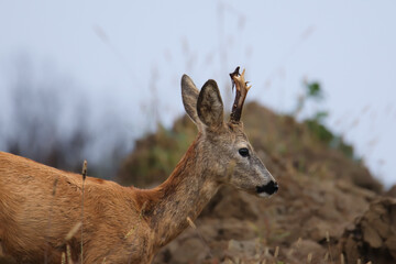 sarna koziołek © Wieslaw