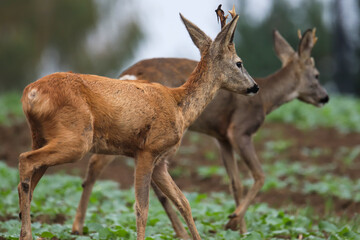 sarna koziołek © Wieslaw