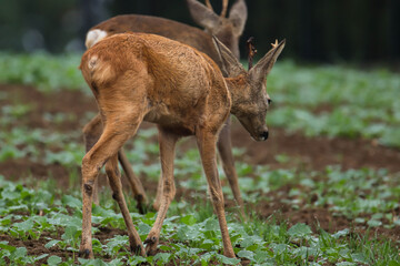 sarna koziołek © Wieslaw