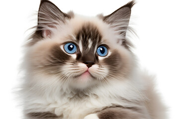 Fototapeta premium Portrait Ragdoll cat, small kitten portrait isolated on white background photography made with Generative AI