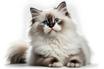 Portrait Ragdoll cat, small kitten portrait isolated on white background photography made with Generative AI