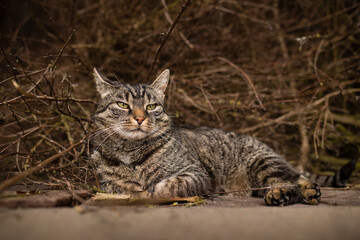 Naklejka na ściany i meble Cute european tabby cat lies in front of cut plant branches and looks relaxed. Wood and branches background