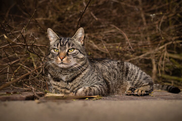 Naklejka na ściany i meble Cute european tabby cat lies in front of cut plant branches and looks relaxed to the left. Wood and branches background