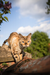 Pretty bengal cat is balancing on a brick wall and looks straight into the camera. Cat walks towards the camera on a stone wall outdoors.