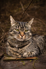 Cute european tabby cat lies in front of cut plant branches and looks relaxed. Wood and branches background