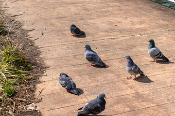 日の当たる遊歩道に群がるハト