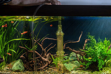 Cleaning of gravel in a freshwater aquarium.
