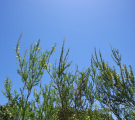 Blooming Cercidium Desert Museum Palo Verde tree under blue sky