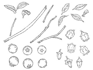 ペン画のブルーベリーのイラスト素材