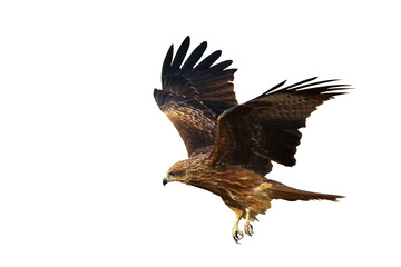 Bird of prey Black kite (Milvus migrans) flying on transparent background png file