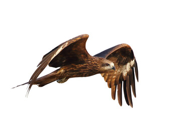 Bird of prey Black kite (Milvus migrans) flying on transparent background png file