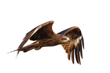 Bird of prey Black kite (Milvus migrans) flying on transparent background png file