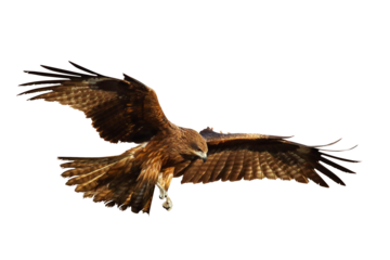 Bird of prey Black kite (Milvus migrans) flying isolated on transparent background png file