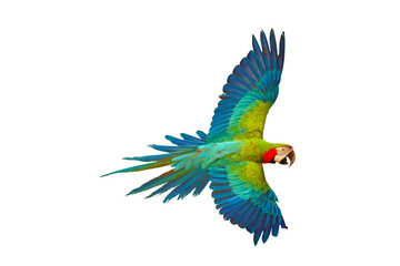 Fototapeta premium Colorful macaw parrot flying isolated on transparent background png file