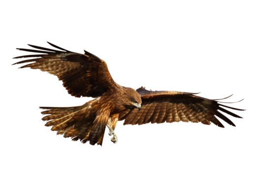 Bird of prey Black kite (Milvus migrans) flying isolated on transparent background png file