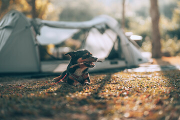 The happy dog playing in the morning during a camping trip in the forest on holiday. vacation and travel concept.