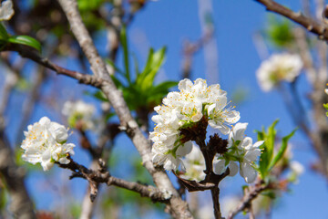 Close-up white cherry plum blossoms on sky background.