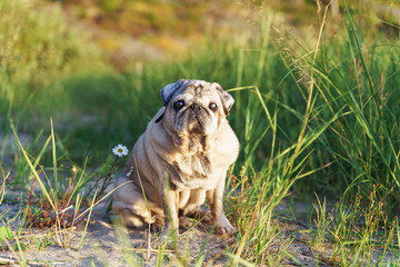 a little pug is sitting in the grass