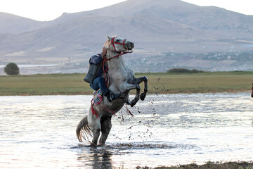 Cowboy on rearing horse, wild horses 