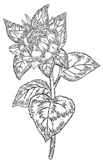 ペン画のひまわりの蕾のイラスト素材