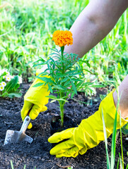 Planting seedlings of marigolds in the garden in a flower bed. Spring garden work