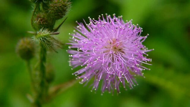 Putri Malu's flower or Mimosa Pudica blown by the wind