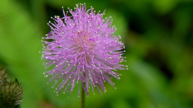 Putri Malu's flower or Mimosa Pudica blown by the wind