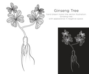 hand drawn monoline vector illustration.
ginseng tree.
with appearance in negative space.