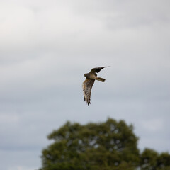Obraz premium a Montagu's harrier in flight