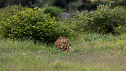a mature male lion in green grass