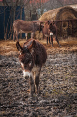 A single dark brown donkey standing in front of two dark brown donkeys