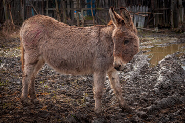 A single light brown donkey standing in a garden 