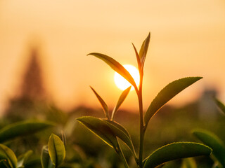 Green tea tree leaves field Fresh young tender bud herbal in farm on summer morning. Sunlight Green tea tree plant camellia sinensis in organic farm. Close up Tree tea plant green nature in morning