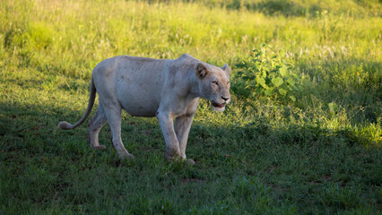 Naklejka na ściany i meble A wild white lioness during the golden hour in green grass