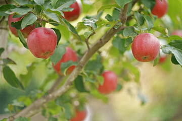 apples ready for harvest in the apple plantation Apple tree in old orchard. Autumn day. Garden. In the frame ripe red apples on a tree.