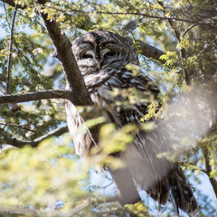 Barred owl (Strix varia) looking cute in a tree