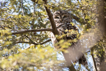 Barred owl (Strix varia) looking into frame from a pine tree