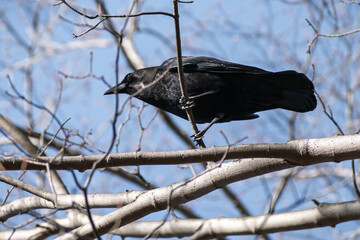American crow view from below