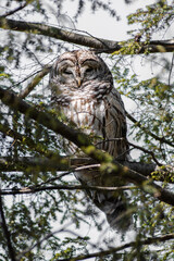 Barred owl (Strix varia) close up in pine tree