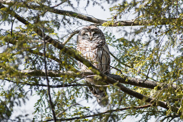 Barred owl (Strix varia) perched in evergreen tree napping