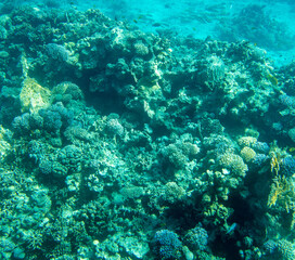 Naklejka na ściany i meble Coral reef at the bottom of the Red Sea.