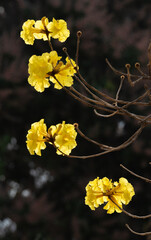 Closeup view of flower of golden trumpet tree