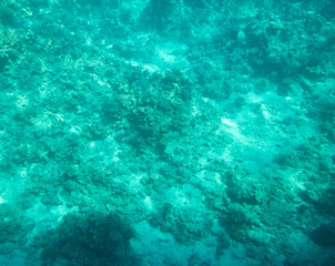 Coral reef at the bottom of the Red Sea.